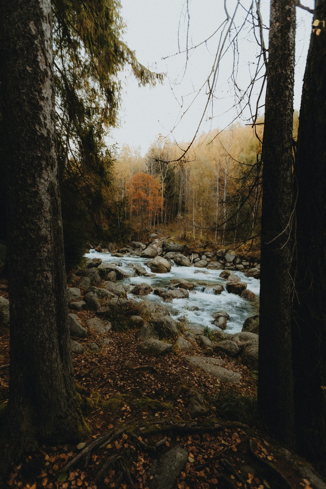 Photo by Filip Kvasnak A rocky river flows through an autumn forest